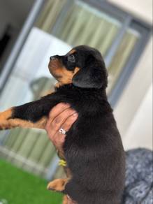 Rottweiler 7