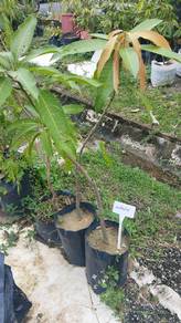 Anak Pokok Kuini Kawin 3 kaki