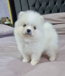 POMERANIAN PUPPIES a137 🌻 Available Male