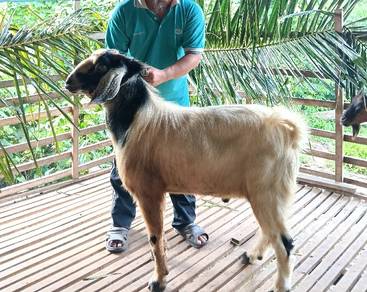 Bapak Kambing 
