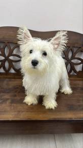 Westie Male Puppy M8