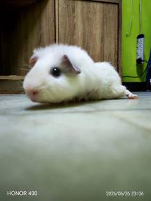 Guinea pig