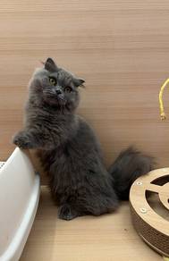 Munchkin Scottish Fold Untuk Dijual !!