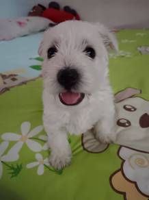 Westie Female