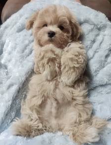 Chubby Maltipoo Big Eyes Teddy Face Puppy