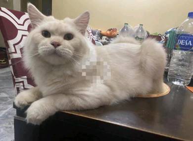 Kucing Jantan Mainecoon Untuk Mengawan