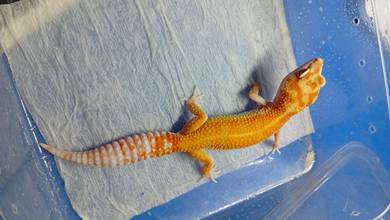 Leopard Gecko 