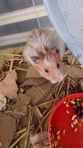Golden Hamster 金丝鼠