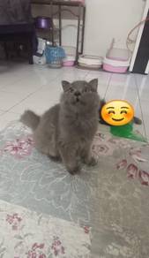 British Scottish Kitten