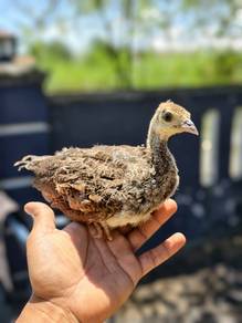 Baby Peacock