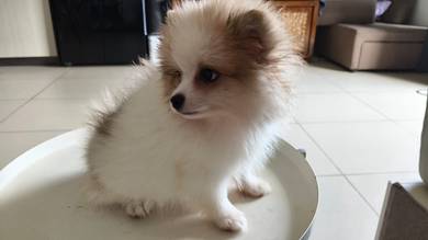 Pomeranian 