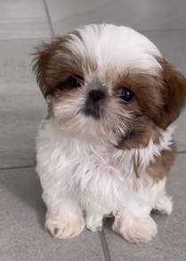 F9866 Wiggly Shih Tzu Lion Maltese Pekingese Puppy