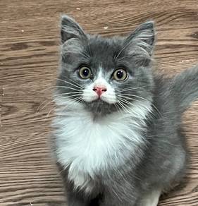 DLH mix | Clingy & Fluffy Grey Boy Kitten