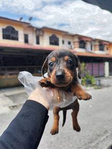 Miniature Dachshund dapple color