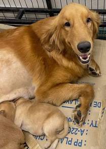 Golden retriever 