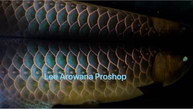 Power blue arowana