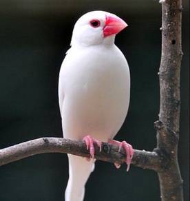 sparrow albino