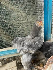 ayam brahma blue