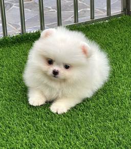 POMERANIAN PUPPIES A218🌻 Fluffy Small ~Boy Girl