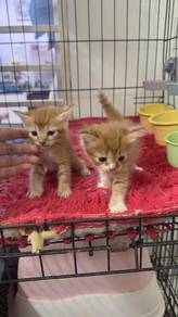 Male Kitten Free Adopt 免费领养