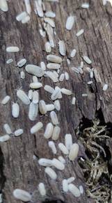 isopods