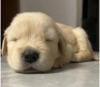 Golden Retriever