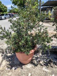 Pokok luo han song