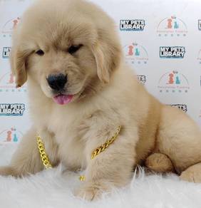 Golden Retriever