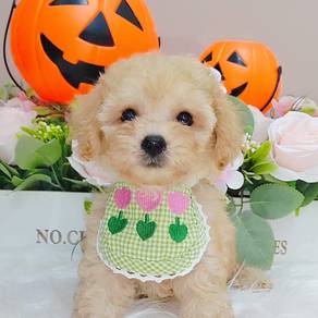 Poodle