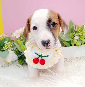 Jack rusell  terrier JRT