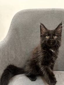 Purebred Female Mainecoon kitten.