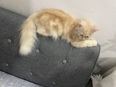 kucing parsi