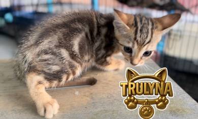 MARBLE kitten anak kucing REHOME comel cantik