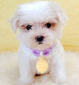 Maltese
