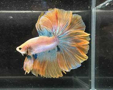 Thailand betta fish