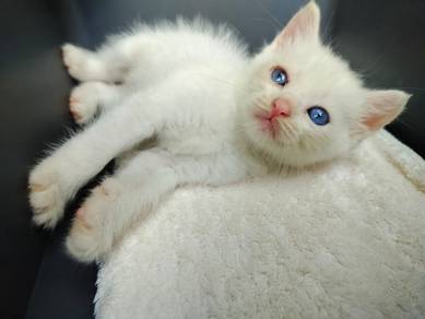 TOPs C-GRADE Takahara Bengal Ragdoll cat