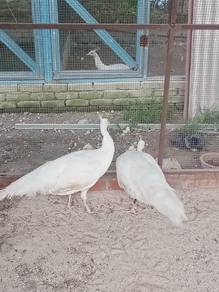 burung merak putih 