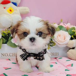 Shih Tzu