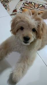 multipoo for sell