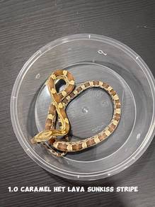 corn snake (caramel morph)
