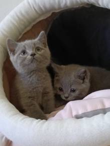 British shorthair 