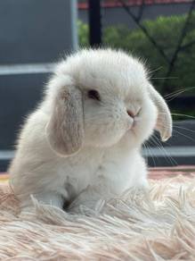 Holland lop