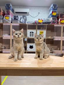 golden shaded British short hair cat kucing