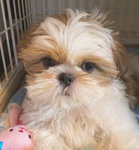 T9034 Teeny Shih Tzu / Shihpoo / Cute / Tricolor /