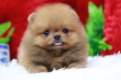 Pomeranian