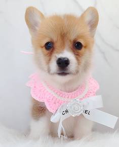 Corgi