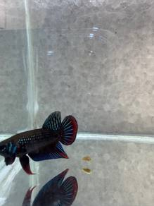 Imbellis original ikan laga kampung
