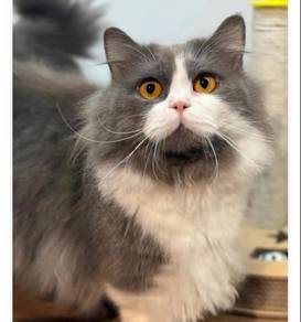 Munchkin British Long Hair Cat