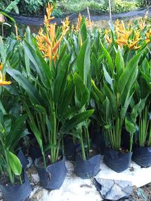 pokok Helicornia