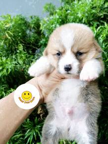 RRL_B1122 Adorable puppy Welsh Corgi